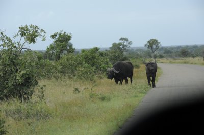 0046krugersa6C.jpg