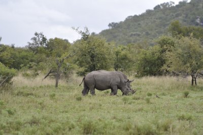 0049krugersa6B.jpg