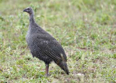0050krugersa5.jpg