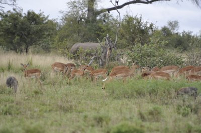 0051krugersa6B.jpg