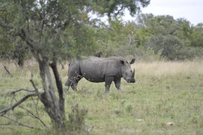 0052krugersa5.jpg