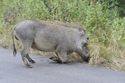 0024krugersa6B.jpg