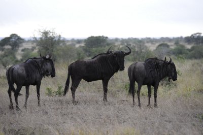 0024krugersa6C.jpg