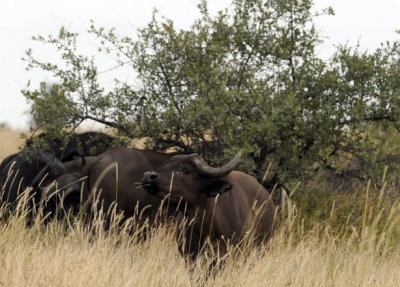 0026krugersa6C.jpg