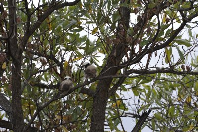0027krugersa5.jpg