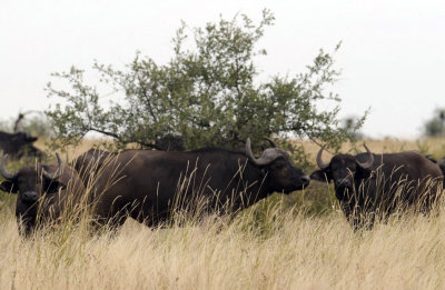 0027krugersa5C.jpg