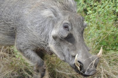 0027krugersa6B.jpg