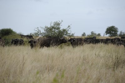 0027krugersa6C.jpg