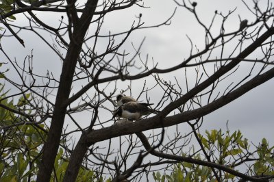 0028krugersa5.jpg