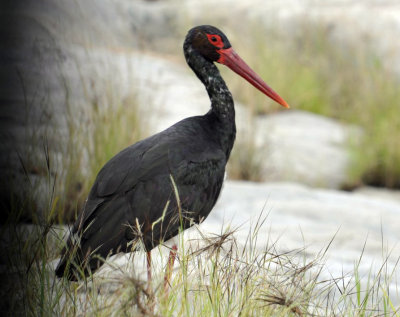 Black Stork