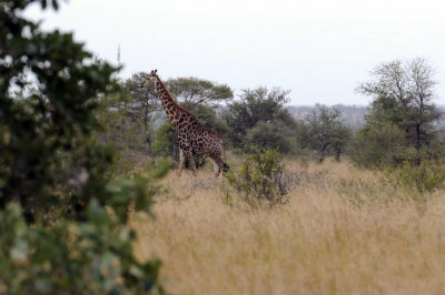 0030krugersa6C.jpg