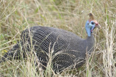 Helmeted Guineafowl
