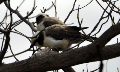 0034krugersa6B.jpg