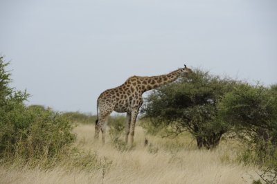 0034krugersa6C.jpg