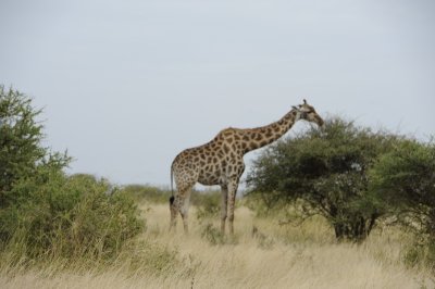 0036krugersa5C.jpg