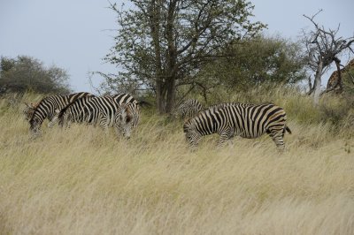 0038krugersa5C.jpg