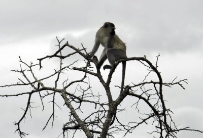 0012krugersa6B.jpg