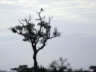0013krugersa5C.jpg