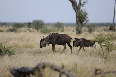0014krugersa6C.jpg