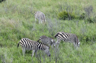 0017krugersa6B.jpg