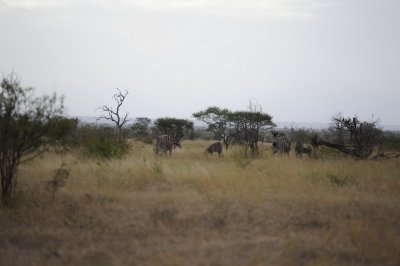 0018krugersa5C.jpg