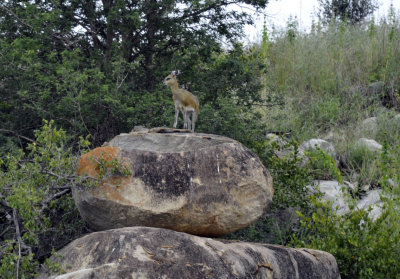 Klipspringer (in Leopard country)