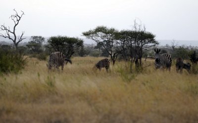 0018krugersa6C.jpg