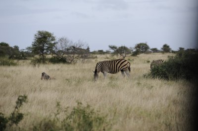 0020krugersa6C.jpg