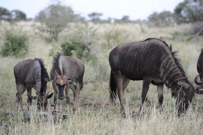 0022krugersa6C.jpg