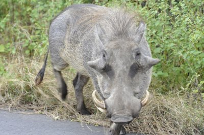 0023krugersa5.jpg