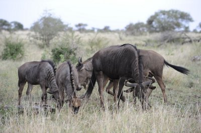 0023krugersa5C.jpg