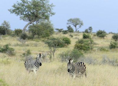 0002krugersa5C.jpg
