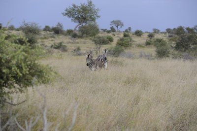0004krugersa6C.jpg