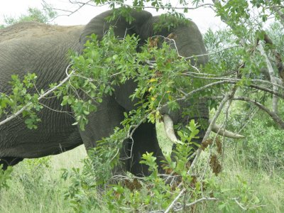 0004krugerscanon3.jpg