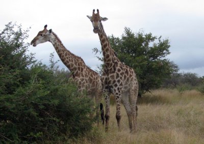 0007krugerscanon2.jpg