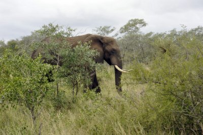 0008krugersa6B.jpg
