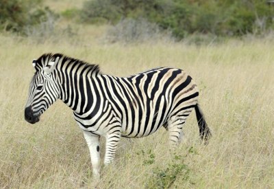 0008krugersa6C.jpg