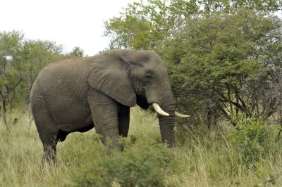 0009krugersa6B.jpg