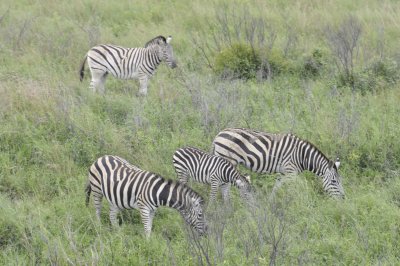 0010krugersa5.jpg