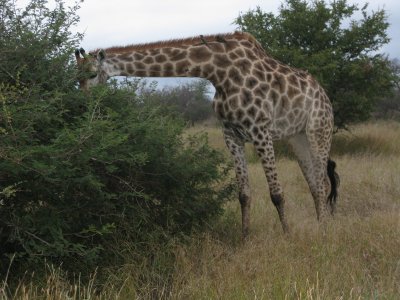 0010krugerscanon2.jpg