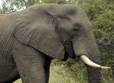 South Africa Animals in Kruger National Park