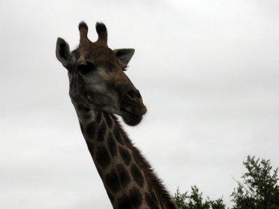 0011krugerscanon2.jpg
