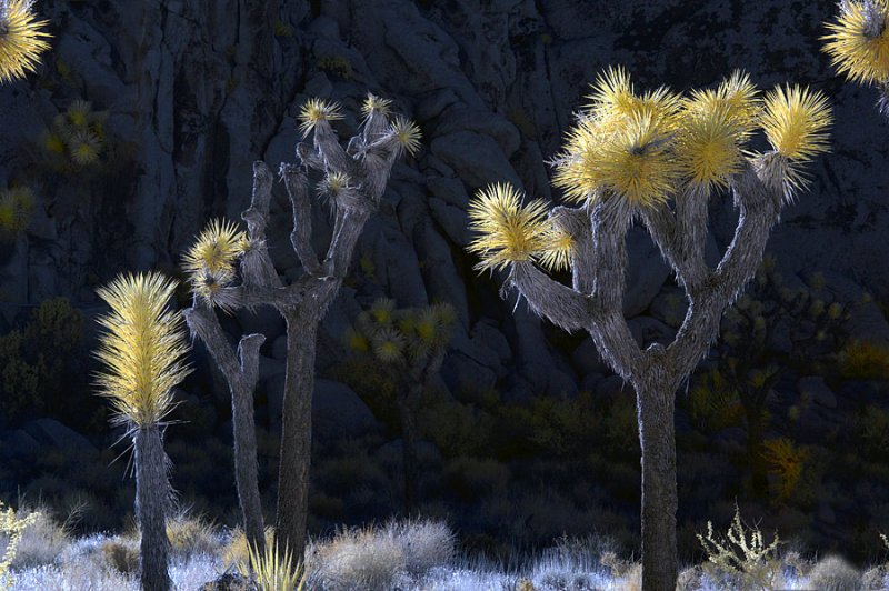 Joshua Tree National Park in Infrared