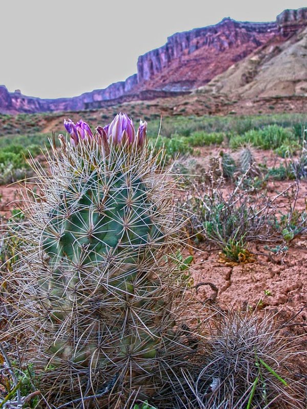 Barrell cactus with flower on top.