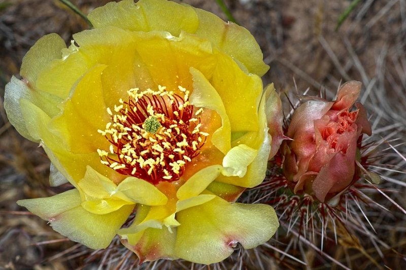 Beautiful cactus flowers.