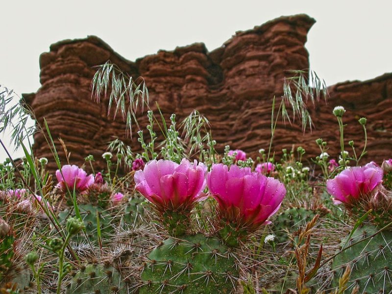 A field of Prickly Pear cacti in bloom.