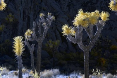 Joshua Tree National Park in Infrared