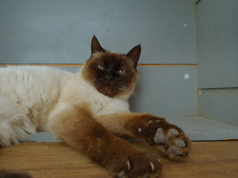 il gatto di Gigi