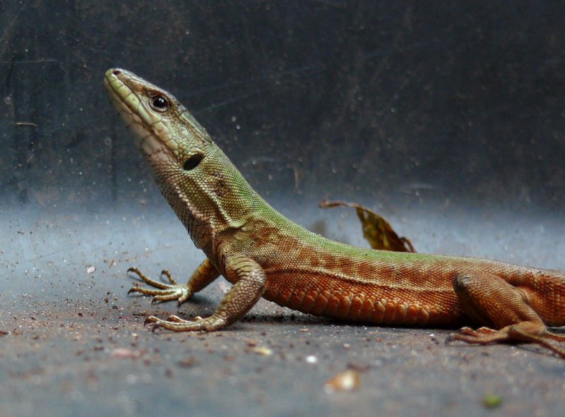 Lizard