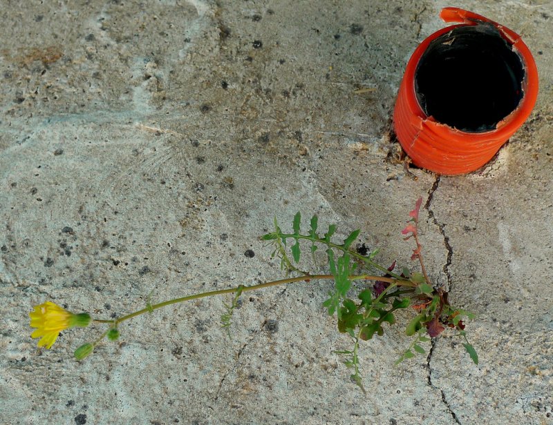 Tube and flower